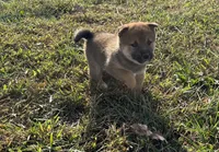 Koda, a male Shiba Inu for sale in Seymour, MO – 2 of 6