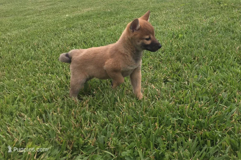 Ellie – Shiba Inu puppy for sale in Seymour, MO