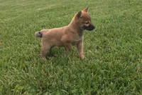 Ellie, a female Shiba Inu for sale in Seymour, MO – 1 of 5