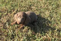 Harper, a female Miniature Dachshund for sale in Seymour, MO – 2 of 5