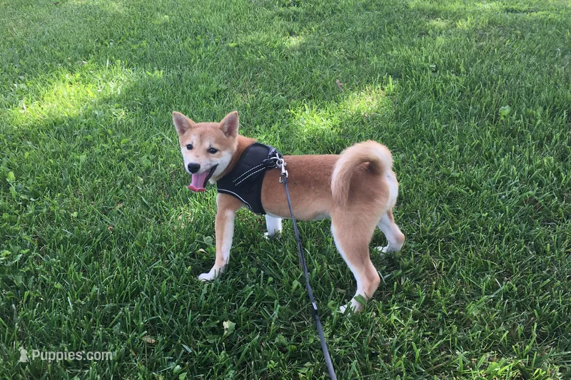 Marly  – Shiba Inu puppy for sale in Seymour, MO