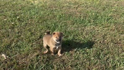 Koda, a male Shiba Inu for sale in Seymour, MO – 6 of 6