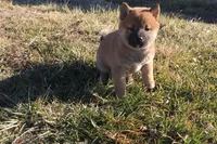 Fiona , a female Shiba Inu for sale in Seymour, MO – Photo 4 of 6