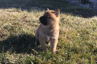 Fiona , a female Shiba Inu for sale in Seymour, MO – Photo 5 of 6
