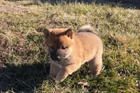 Fiona , a female Shiba Inu for sale in Seymour, MO – Photo 2 of 6