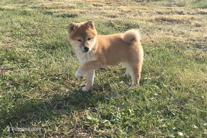 Fiona  – Shiba Inu puppy for sale in Seymour, MO