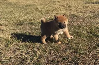 Fiona , a female Shiba Inu for sale in Seymour, MO – Photo 3 of 6