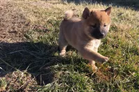 Fiona , a female Shiba Inu for sale in Seymour, MO – Photo 6 of 6