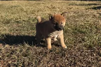 Fiona , a female Shiba Inu for sale in Seymour, MO – Photo 1 of 6