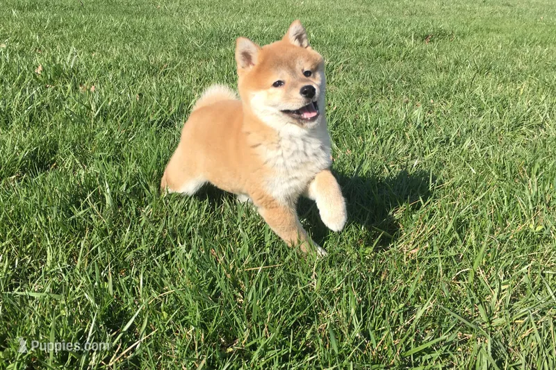 Fiona  – Shiba Inu puppy for sale in Seymour, MO