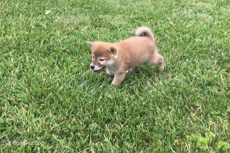 Brody  – Shiba Inu puppy for sale in Seymour, MO