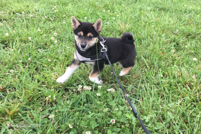 Lexi  – Shiba Inu puppy for sale in Seymour, MO