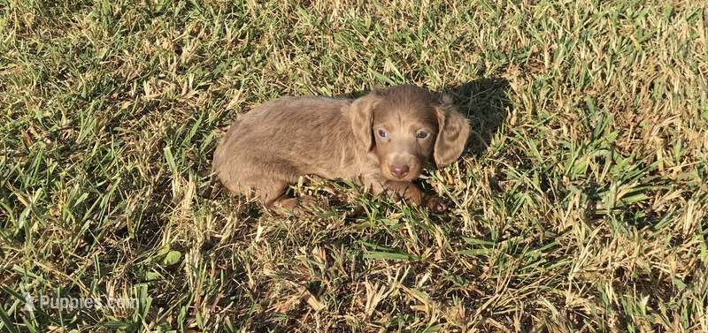 Harper – Miniature Dachshund puppy for sale in Seymour, MO