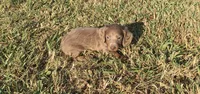Harper, a female Miniature Dachshund for sale in Seymour, MO – 1 of 5