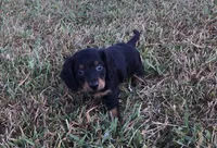 Ranger , a male Miniature Dachshund for sale in Seymour, MO – 2 of 6