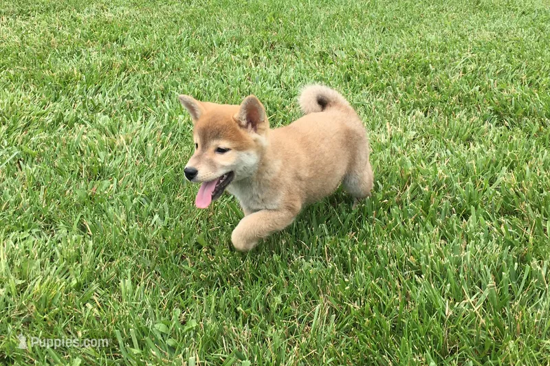 Brody  – Shiba Inu puppy for sale in Seymour, MO