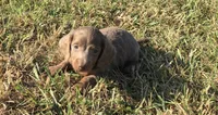 Harper, a female Miniature Dachshund for sale in Seymour, MO – 5 of 5