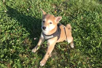 Roxie , a female Shiba Inu for sale in Seymour, MO – 5 of 5