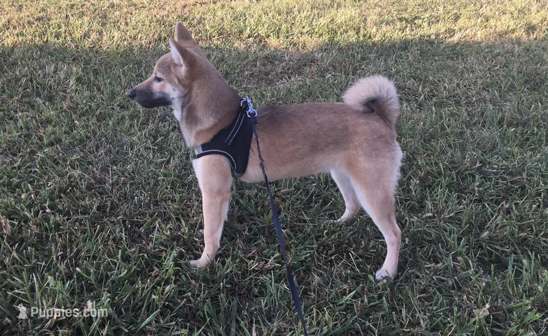 Ellie – Shiba Inu puppy for sale in Seymour, MO