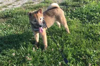 Hollie , a female Shiba Inu for sale in Seymour, MO – 3 of 6