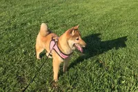 Lolley, a female Shiba Inu for sale in Seymour, MO – Photo 2 of 5