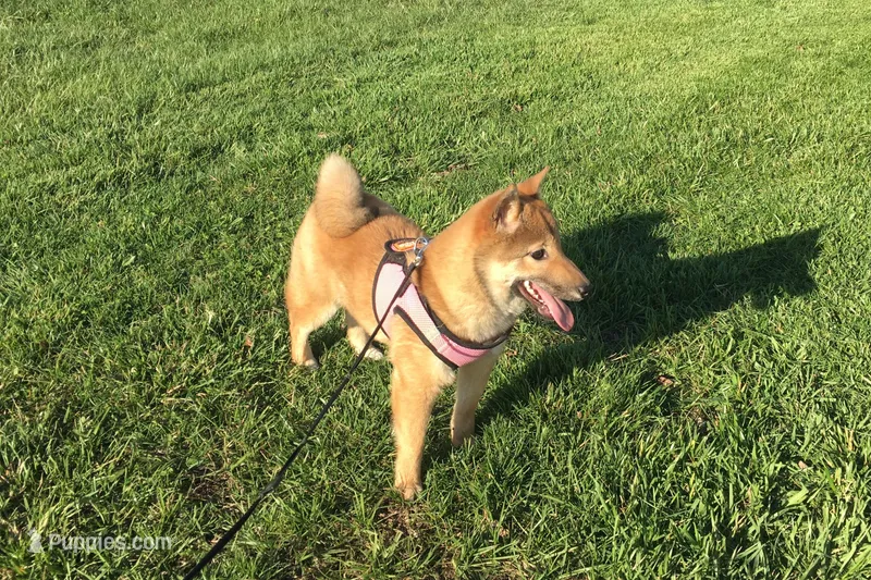 Lolley – Shiba Inu puppy on hold in Seymour, MO