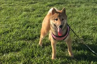 Lolley, a female Shiba Inu for sale in Seymour, MO – Photo 1 of 5