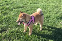 Lolley, a female Shiba Inu for sale in Seymour, MO – Photo 3 of 5