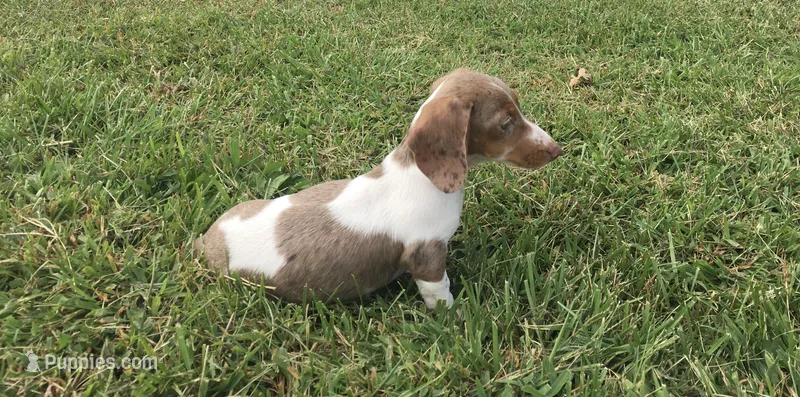 Bella  – Miniature Dachshund puppy for sale in Seymour, MO