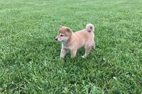 Roxie , a female Shiba Inu for sale in Seymour, MO – 3 of 4