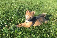 Hollie , a female Shiba Inu for sale in Seymour, MO – 2 of 6