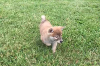 Brody , a male Shiba Inu for sale in Seymour, MO – 2 of 3