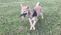 Ellie, a female Shiba Inu for sale in Seymour, MO – 2 of 6