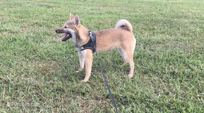 Ellie – Shiba Inu puppy for sale in Seymour, MO