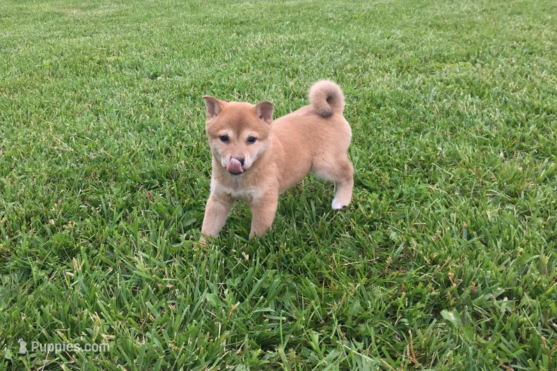 Roxie  – Shiba Inu puppy for sale in Seymour, MO