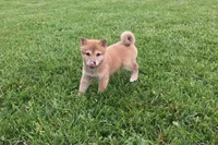 Roxie , a female Shiba Inu for sale in Seymour, MO – 1 of 4