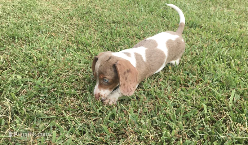 Bella  – Miniature Dachshund puppy for sale in Seymour, MO