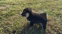 Simba , a male Shiba Inu for sale in Seymour, MO – 3 of 6