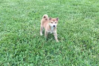 Venus , a female Shiba Inu for sale in Seymour, MO – 5 of 5
