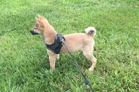 Ellie, a female Shiba Inu for sale in Seymour, MO – 2 of 3