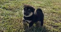 Simba , a male Shiba Inu for sale in Seymour, MO – 2 of 6