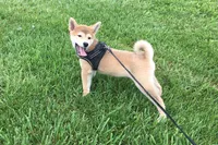 Brody , a male Shiba Inu for sale in Seymour, MO – 3 of 6