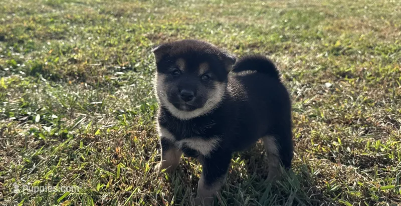Simba  – Shiba Inu puppy for sale in Seymour, MO
