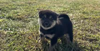 Simba , a male Shiba Inu for sale in Seymour, MO – 1 of 6