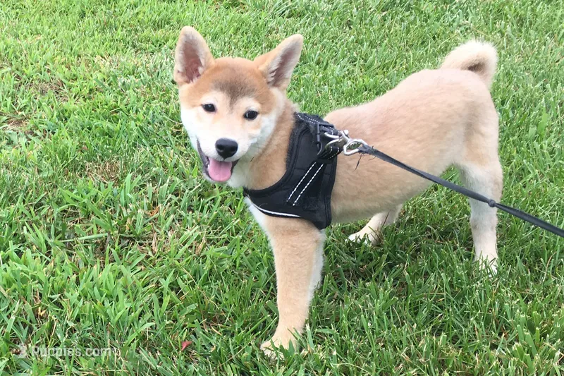 Brody  – Shiba Inu puppy for sale in Seymour, MO