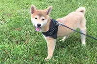 Brody , a male Shiba Inu for sale in Seymour, MO – 1 of 6