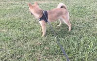 Ellie, a female Shiba Inu for sale in Seymour, MO – 5 of 6