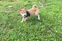 Marly , a female Shiba Inu for sale in Seymour, MO – 1 of 5