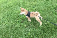 Brody , a male Shiba Inu for sale in Seymour, MO – 5 of 6