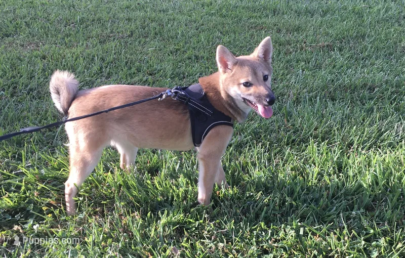 Ellie – Shiba Inu puppy for sale in Seymour, MO
